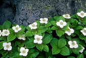 Bunchberry, (Cornus canadensis). Boreal woodland flower with white, petal-like bracts. Cartier. Ontario. Canada.