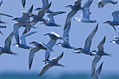 Terns in flight over Pt. Pelee tip. Pt. Pelee NP, ON, Canada