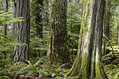 Giant cedars and Douglas fir trees, old-growth forest. Cathedral Grove, MacMillan PP, BC, Canada