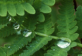 Detail of fern fronds with rain drops. Lively. Ontario, Canada