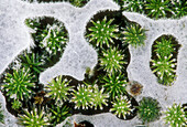 Hair cap moss, Polytrichium commune. Frosted moss trapped in early-winter ice. Lively. Ontario, Canada