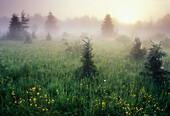 Bloom of buttercup in meadow with spruces and morning mists at sunrise. Lively. Ontario, Canada
