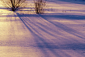 Morning light and tree shadows on winter meadow. Sudbury. Ontario, Canada
