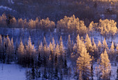 Frosted larch trees at sunrise. Lively. Ontario, Canada