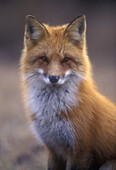 Red fox portrait in early spring. Lively. Ontario. Canada.