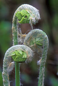 Three fern ‘fiddleheads’ with protective hairy caps emerging in spring woodland. Lively. Ontario. Canada.