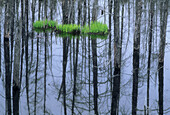 Patch of emerging irises in beaver pond with dead tree reflections. Espanola. Ontario. Canada.