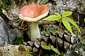 Russula emetica mushroom. Fruiting body with white pine cone and star-flower. Killarney Provincial Park, Ontario
