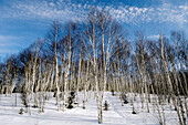 Birch woodlot. Sudbury, Ontario, Canada 