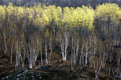 Hillside with emerging foliage in aspens and birches overlooking leatherleaf bog. Lively, Ontario, Canada 