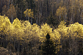 Hillside with emerging foliage in aspens. Lively, Ontario, Canada 