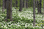 Beech-maple woodlot with spring trillium display. Kagawong, Manitoulin Is., Ontario, Canada 