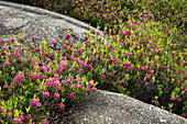 Rock outcrops with sheep laurel colony in bloom. Walden, Ontario, Canada 