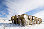 Stacked hay bales in snowy prairie. Alberta, Canada