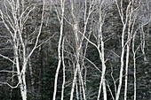 Early winter snow on birch trees along shore of Junction Creek. Lively, Ontario, Canada 
