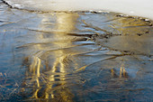 Distorted birch tree reflections in pond ice