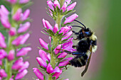 Honeybee (Apis mellifera). Foraging on Spiked Speedwell flowers in garden. Ontario