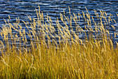 Autumn grasses along shore of Lower Lake. Peter Lougheed Provincial Park. Alberta