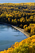 Aspen forest in autumn colour overlooking Lake Superior. Rossport. Ontario