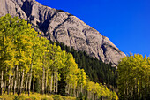 Aspen woodlot in the Muleshoe pullout along the Bow Valley Parkway. Banff National Park. Alberta