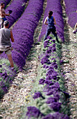 People in lavender field. Provence. France