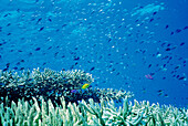 Damsel fish in Staghorn coral. Walindi. Papua New Guinea