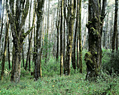 Tropical forest of cypress. Guatemala