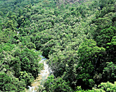 Tropical forest, aerial view. Guatemala