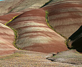 Yellow Chaenactis blooms in gullies of painted hills. Oregon. USA