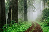 Redwoods (Sequoia sempervirens) in fog. Redwood National Park. Northern California. USA