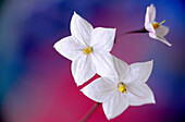 Potato vine in blossom