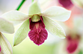 Orchid (Dendrobium sp. Burna Charmin )