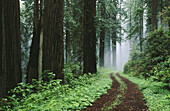 Del Norte redwoods in fog. Redwood National Park. California. USA