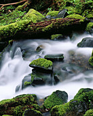 Cascade along Sol Duc Falls trail. Olympic National Park. Washington. USA