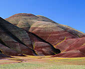 Yellow Chaenactis bloom in gullies at Painted Hills. John Day Fossil Beds National Monument. Oregon. USA