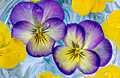 Viola Sorbet Coconut Swirl (Violaceae) floating on water. Southern Oregon Coast. USA