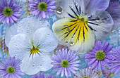 Pansies floating on water. Southern Oregon Coast. USA