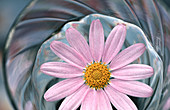 Pink daisy Comet Pink (Argyranthemum frutescens) floating on water. Coos Bay. Oregon. USA.