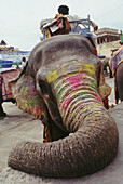 Elephant rider. Rajasthan, India.