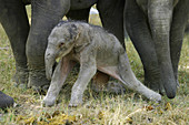 Indian elephant (Elephas maximus) with just born calf, Kanha National Park, Madhya Pradesh, India