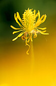 Buttercup (Ranunculus sp.)