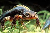 Alpine Newt (Triturus alpestris), male. Picos de Europa, Spain