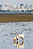 Dog, Spaniel, at the beach, Spanish Banks, Vancouver, BC, Canada