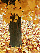 Autumn in Georgetown. Ontario, Canada