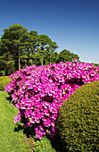 Azalea shrubs at the Jekyll Island golf course. Georgia. USA