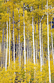White aspen trunks and fall foliage along the San Juan Skyway in Colorado, USA.