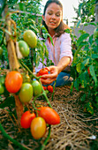 Picking tomatoes in an organic garden