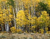 Aspen trees in fall. Wyoming. USA