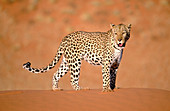 Leopard (Panthera pardus), captive. Namibia