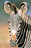 Grevy s Zebra (Equus grevyi). Samburu National Reserve. Kenya
